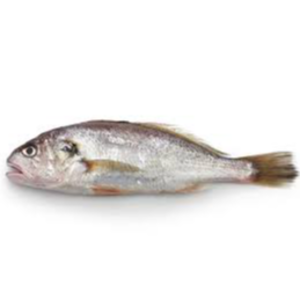 Corvina
