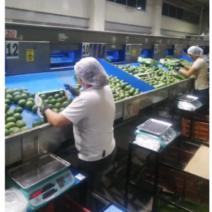 Hass avocado from Colombia