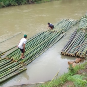 Bamboo