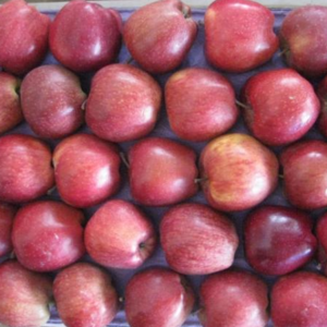 Fuji Apple Price On Sale Apple