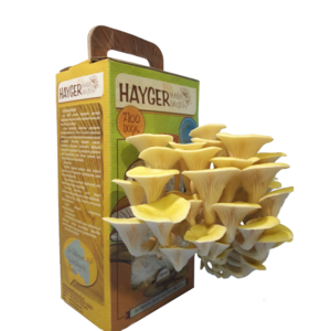 Golden Oyster Mushroom - All in One Gourmet Mushroom Growing
