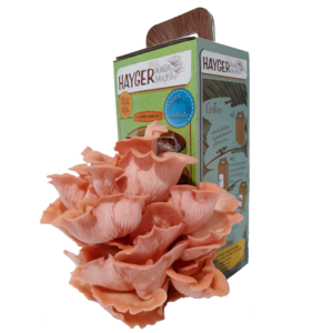 Pink Oyster Mushroom Grow Kit, Beginner Mushroom Grow Kit