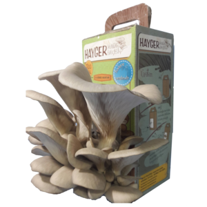 Oyster Mushroom Garden Home Grow Kit GROW YOUR OWN GURUM MUSHROOM in SHORT TIME