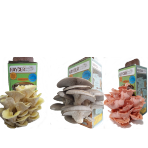 pink yellow pearl oyster mushroom home cultivation set of 3