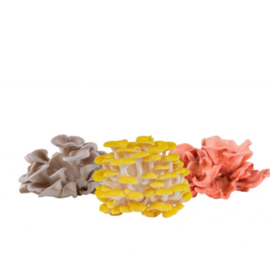 pink yellow pearl oyster mushroom home cultivation set of 3