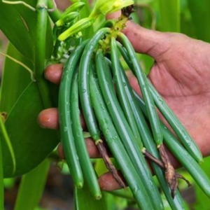 Vanilla Beans Indonesia direct from Farmer
