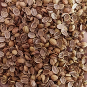 Coriander