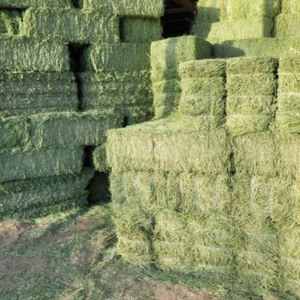 Alfalfa Hay