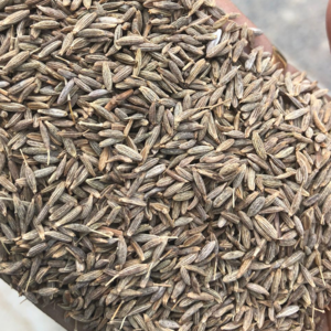 Cumin Seed