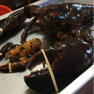 Canadian Lobster