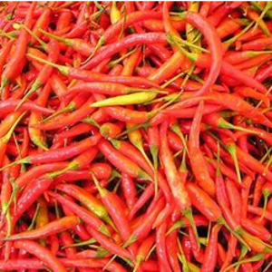 Chilli and capsicum