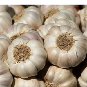 Garlic