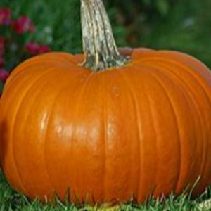 Pumpkin
