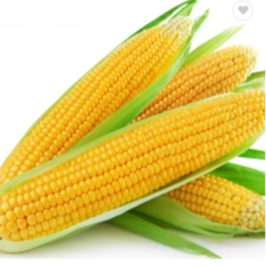 Dried white corn and yellow corn