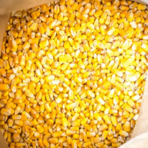 New Crop Non GMO Yellow Corn Maize for human and animal feed grade consumption Top Selling Good Quality Natural Yellow Corn