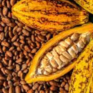 Cocoa Beans, Cocoa Powder, Cocoa Butter