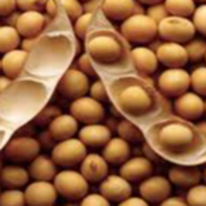 Soybeans ( GMO & Non GMO )