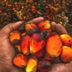 Palm kernel & its by-Products