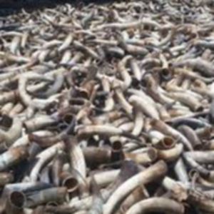 Cow Horns