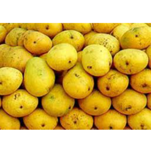 BANGINAPALLI MANGOES