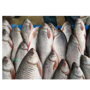 CATLA/ROHU FISH