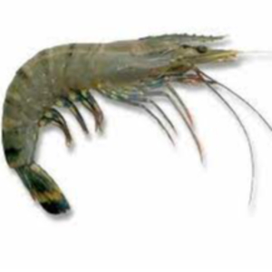 VANNAMEI SHRIMPS/BLACK TIGER PRAWNS