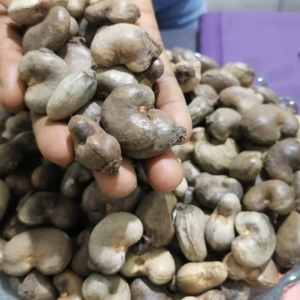 Noix de Cajou/ Cashew Nuts