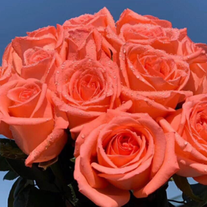 China Flower Supplier Fresh Cut Rose for Garden Wedding