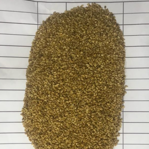 Golden SesamSeed alcamel