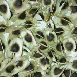Drumstick seed with wings