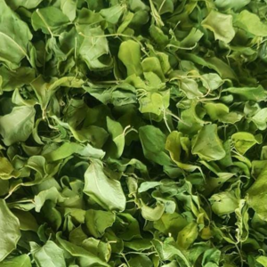 dumstick leaves