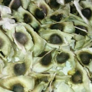 Drumstick PKM1 seeds