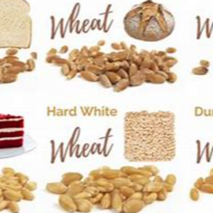 wheat (all classes)