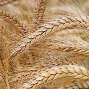 barley
