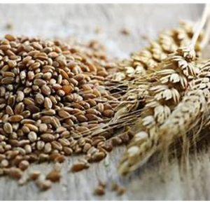 rye
