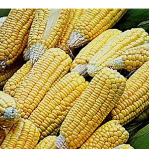 CORN   yellow