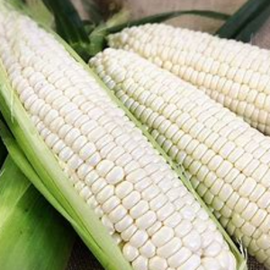 CORN    white