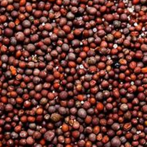 SPECIALTY CROPS:    canola seed
