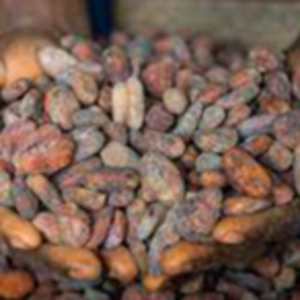 Cocoa Beans