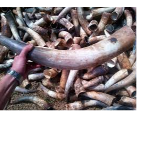 Cow Horns