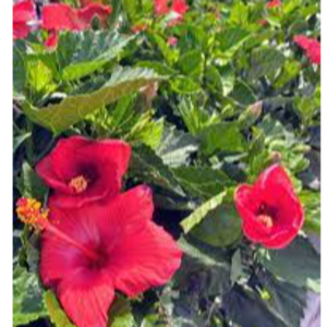 MIDLAND HIBISCUS
