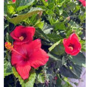 MIDLAND HIBISCUS BLEND