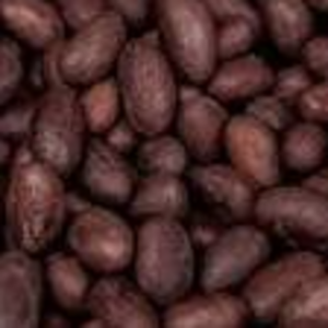 Cocoa seeds