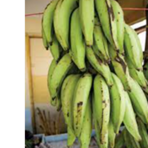 Plantains