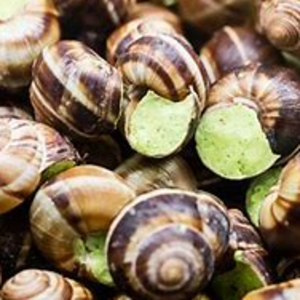 Prepared Snail