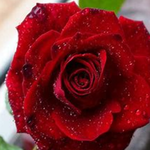Roses