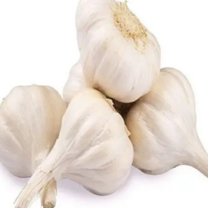 Normal White Fresh Garlic