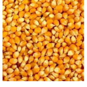 Yello corn