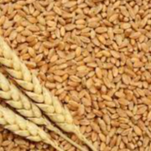 wheat