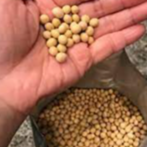 Soybean gmo and non gmo grade #2
